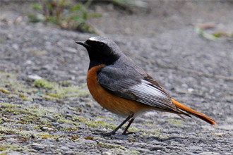 …if only for the chance to see the local race of Common Redstart…